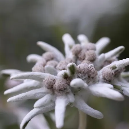 Chesa Sper L'ovel Brail