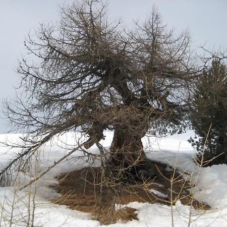 Chesa Sper L'ovel Brail Appartement