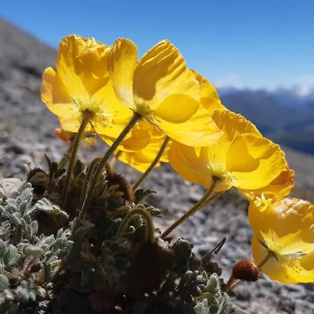 Chesa Sper L'ovel Brail Appartement *