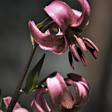 דירה Chesa Sper L'ovel Brail *