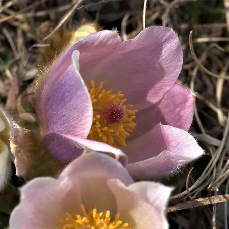 Chesa Sper L'ovel Brail Daire *