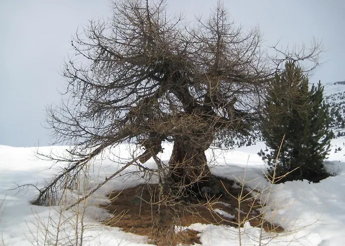 Chesa Sper L'ovel Brail Apartment