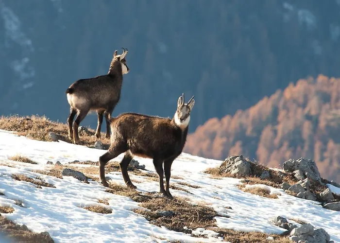 Apartment Chesa Sper L'ovel Brail