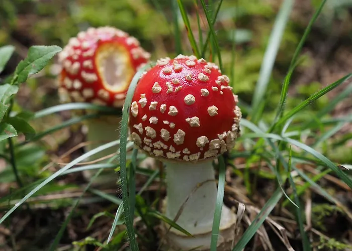 Chesa Sper L'ovel Brail