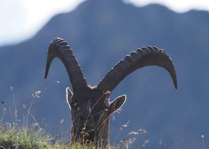 Apartment Chesa Sper L'ovel Brail