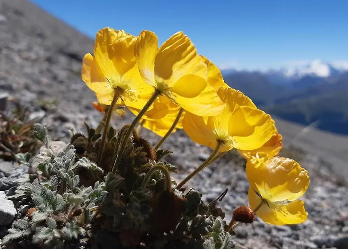 Chesa Sper L'ovel Brail Apartment *