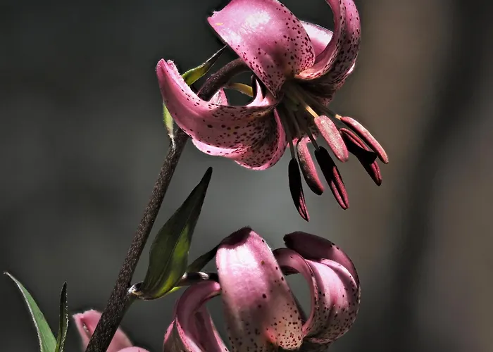 Apartment Chesa Sper L'ovel Brail *