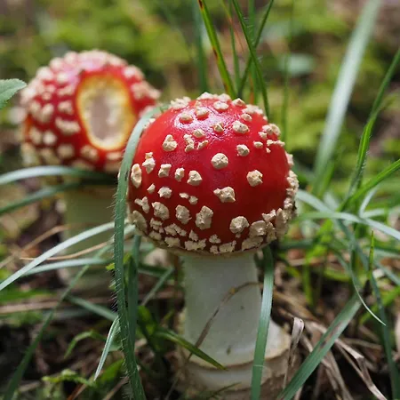 Chesa Sper L'ovel Brail