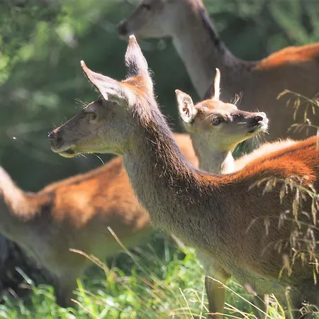 Chesa Sper L'ovel Brail Apartamento