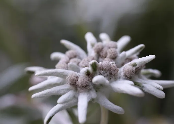 Chesa Sper L'ovel Brail