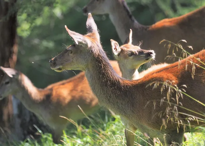 Chesa Sper L'ovel Brail Apartamento