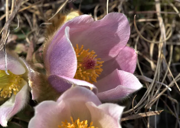 Chesa Sper L'ovel Brail 公寓 *