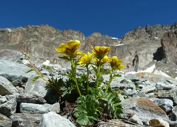 Chesa Sper L'ovel Brail Apartamento *